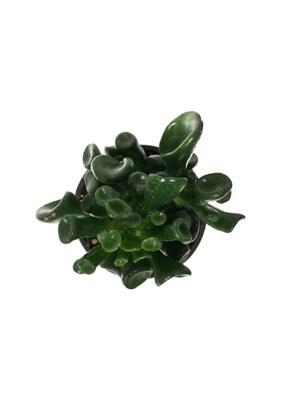 Crassula Ovata 'Golum' (Sukulent) Ø8,5 CM Y10-15 CM