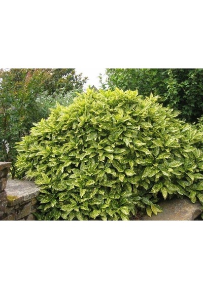Japon Defnesi Aucuba Japonica 10 Adet