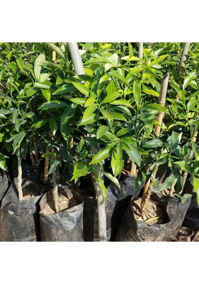 2 Yaş Aşılı Kamkat Fidanı. Torbada N11.225