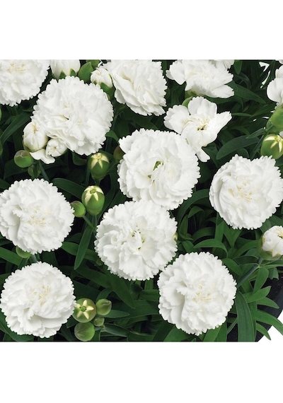 Kokulu Beyaz Bodur Karanfil Çiçeği 1 Adet Saksılı 20-30 Cm Dianthus Caryophyllus White