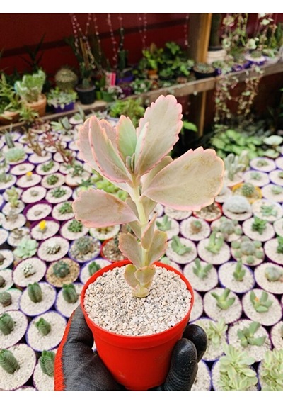 Kalanchoe Fedschenkoi Pembe Kalanchoe Koleksiyonluk Tür