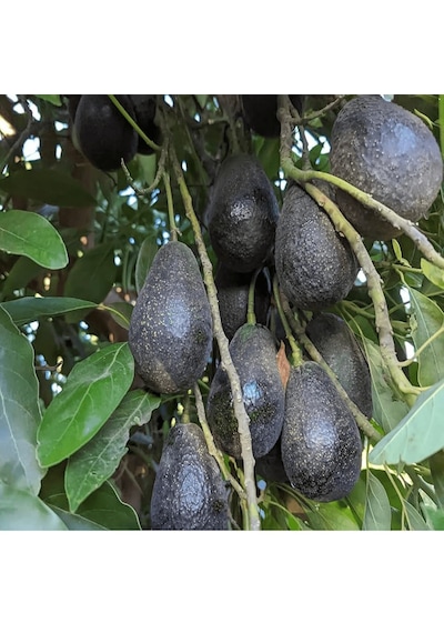 Aşılı Wurtz Bodur - Little Cado Avokado Fidanı 50-70 Cm - Tüplü Saksıda Yetişmeye En Uygun Gerçek Bodur Tür