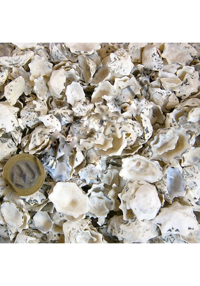 Star Limpet Kiloluk Deniz Kabuğu (1 Kg)