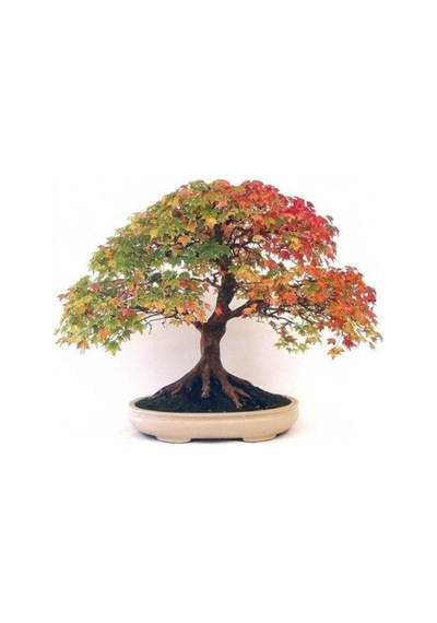 Nadir Ithal Bodur Çınar Bonzai Ağacı Tohumu 5 Tohum Bonsai Tohumu