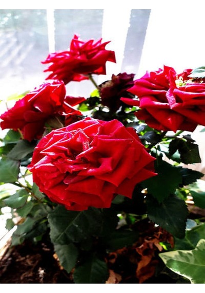 Yediveren Kırmızı Renkli 30 40 Cm 1 Adet Saksılı Aşılı Gül Red Rose