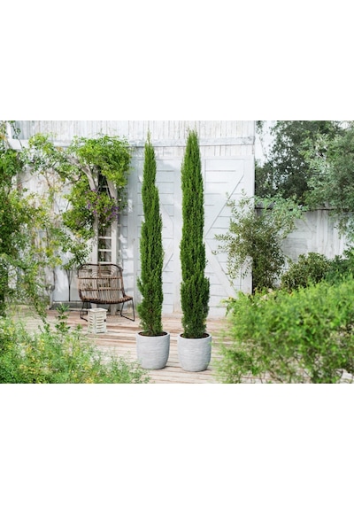 Akdeniz Servisi Cupressus Sempervirens 10 Adet
