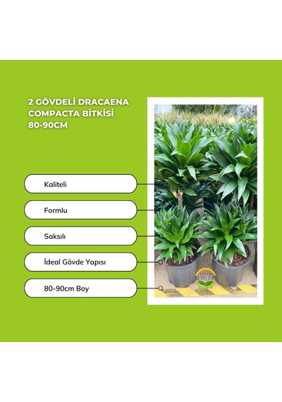 2 Gövdeli Dracaena Compacta Bitkisi 80-90cm