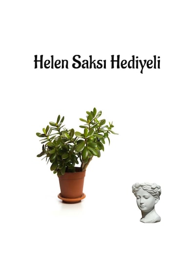 Kadınlar Gününe Özel Parlak Yapraklı Para Çiçeği Helen Saksı Hediyeli