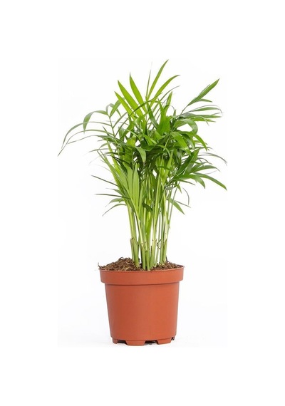 Şamadora Dağ Palmiyesi 20-40 Cm Yeşil