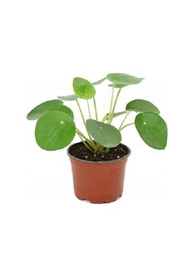 Çin Para Bitkisi Ev Ofis Salon Bitkisi 10-20 Cm