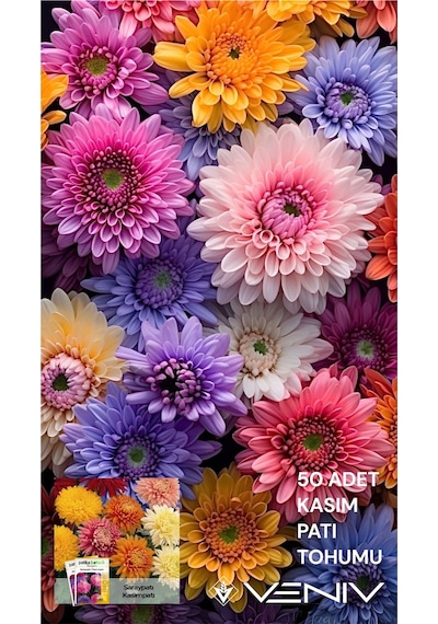 50 Adet Kasım Patı Tohumu 2 Paket