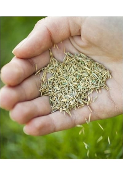 5 Kğ 6lı Karışım Çim Tohumu Kaliteli Bol Verim Gölgede Güneşte Yetişebilir Çim Tohumu Doğal Verim