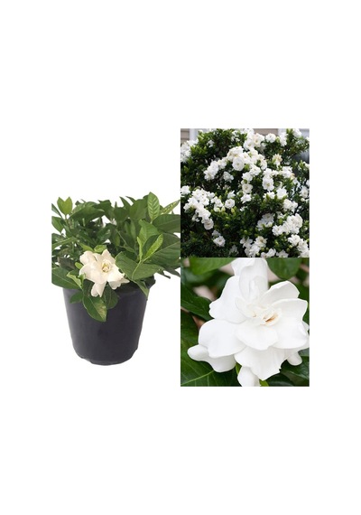 Videolu 1 Adet Salon Hediyesi Müthiş Kokulu Gardenya Çiçeği 20-40 Cm Saksılı Iç Mekan Gardenia