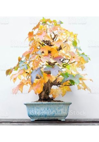 Ithal Liquidambar Bonzai Ağacı Tohumu Ekim Seti