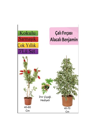 Beyaz Alacalı Benjamin Bitkisi+ Fırça Çalısı+ Itır Çiçeği