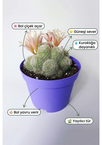 Rebutia Sunrise Bol Yavrulu Çiçek Açan Kaktüs 8.5 Cm Saksıda