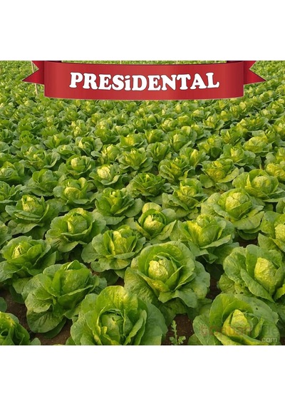 Presidental Yedi Kule Düz Marul Tohumu 100'lü Paket Kaplı Tohum