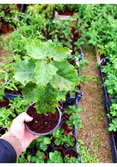 Huş Ağacı Betula Pendula 10 Adet