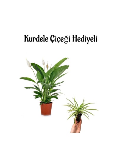 Hediyelik Zarif Beyaz Renk Barış Çiçeği Sevgililer Gününe Özel Kurdele Çiçeği Hediyeli