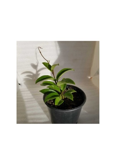 Mum Çiçeği Fidanı Hoya / Pembe 10 -20 Cm