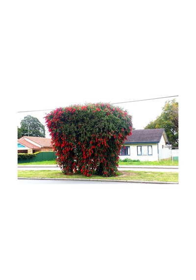 2 Adet Callistemon   Leavis Fırça Çalısı Fidanı. 40-60 Cm.