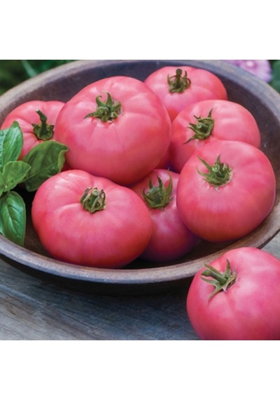 Bykurt Sunagri Pembe Köy Domatesi Tohumu - Açık Tarla İçin Sert Kabuklu Pembe Renkli Lezzetli Pembe Köy Domatesi Bykurt Sunagri Pembe Köy Domatesi Tohumu - Açık Tarla İçin Sert Kabuklu Pembe Renkli Lezzetli Pembe Köy Domatesi