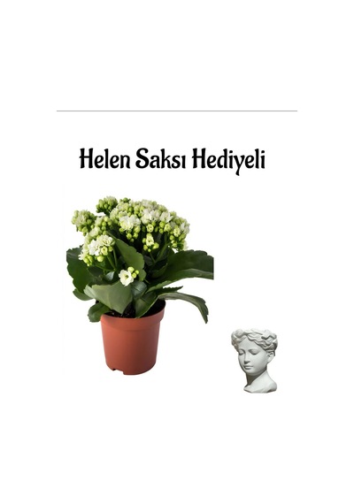 Hediyelik Beyaz Renk Kalanşo Kalanchoe Çiçeği Sevgililer Gününe Özel Helen Saksı Hediyeli