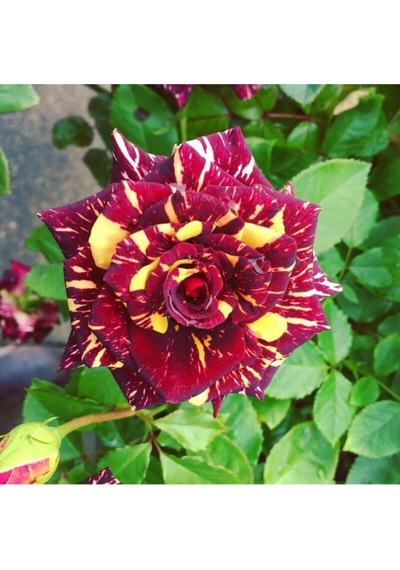 Videolu 1 Adet Sihirbaz Gülü Fidanı Saksılı 40-60 Cm Saksılı Çiçekli Bodur Wizard Rose Sapling