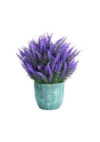 Paket Lavanta Çiçeği Tohumu 700 Tohum + Tohum