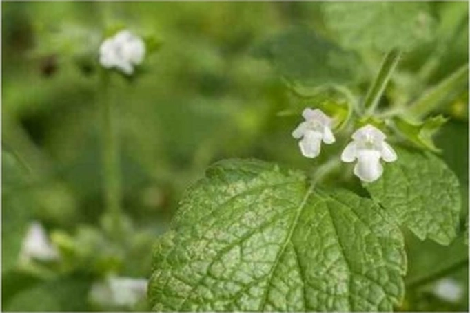2 Adet Limon Otu Melisa Çiçeği Fidanı 10-20 Cm