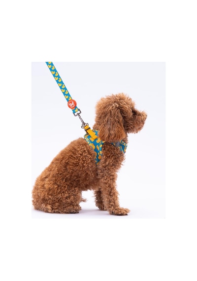 Ducks Leash Kedi Köpek Sevk & Gezdirme Kayışı Köpek Uzatma Tasması-1,5cm Petrol Mavi