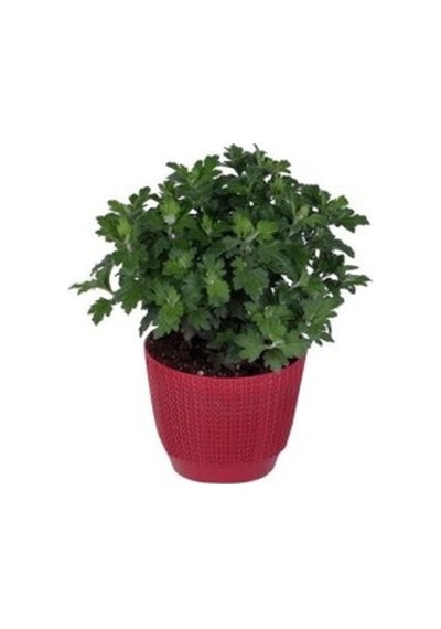 Kasımpatı Krizantem Chrysanthemum Çiçeği Fidanı 2'li Set Pembe Sarı