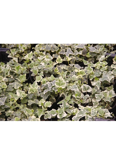 Küçük Yapraklı Hedera Sarmaşık 5 Adet N11.26785