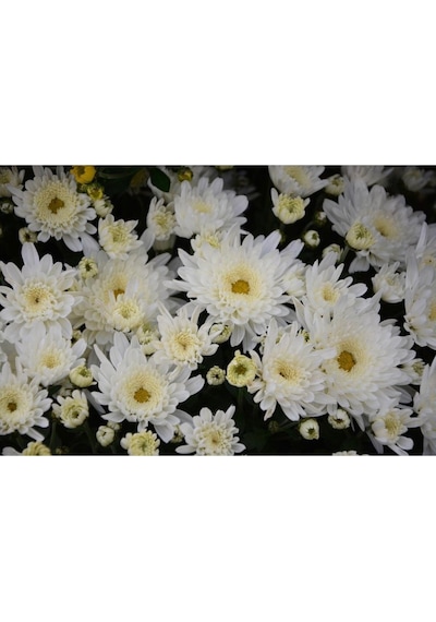 Beyaz Kasımpatı Çiçeği Fidanı Saksılı 20 Cm 40 Cm