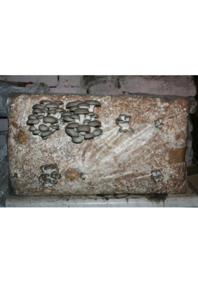 Gri Istiridye Mantar Kompost 6 Lt 3 Kg