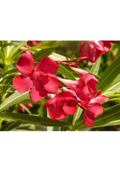 Zakkum Çiçegi Fidanı Kırmızı Renk 60 100 Cm Tüplü Dış Mekan Red Oleander