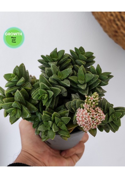 Crassus Springtime Multi Form 1 Adet