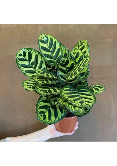 Dua Çiçeği Calatha Makayona 2 Adet