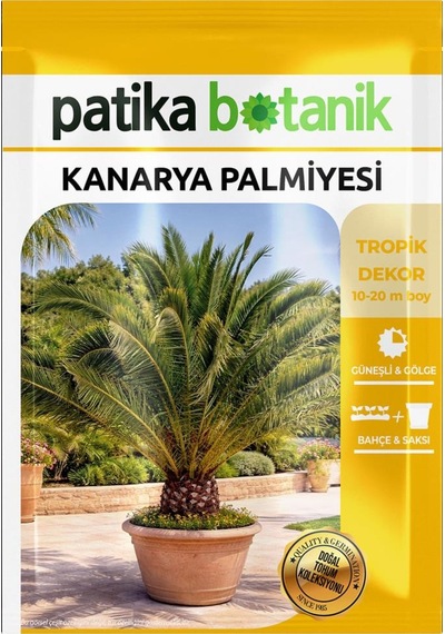 5 Adet Kanarya Palmiyesi Çiçek Tohumu (Phoenix Canariensis)