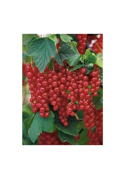 Açık Kırmızı Frenk Üzümü Fidanı 10-20 Cm