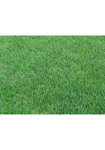 İngiliz Çimi Tek Çeşit 123510 KG Lolium Perenne 10 KG 200 M²