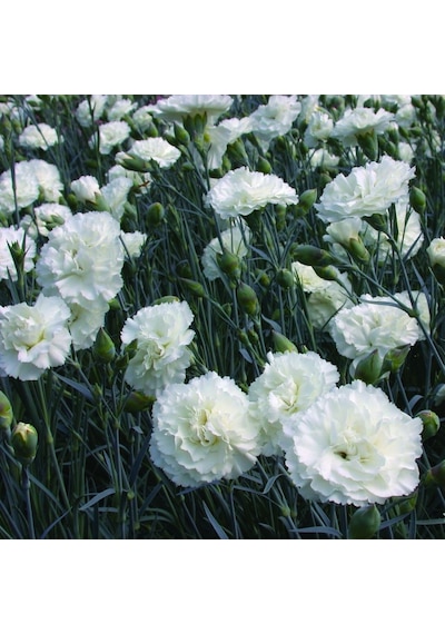 Çin Karanfili Dianthus Sinensis - Beyaz 5 Adet