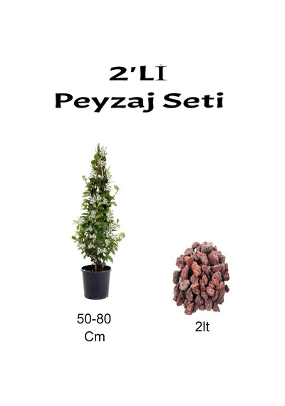 2'li Peyzaj Seti Arapyasemini Çiçeği+ Curf
