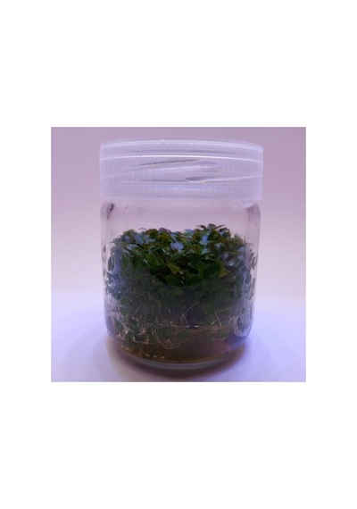 Ludwigia Peruensis In Vitro Canlı Bitki