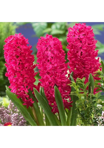 Hyacinthus Jan Boss Sümbül Soğanı 3  Adet