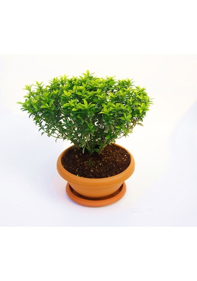 Bonsai Euonymus Microphyllus Aurea Fidanı - 5 Adet