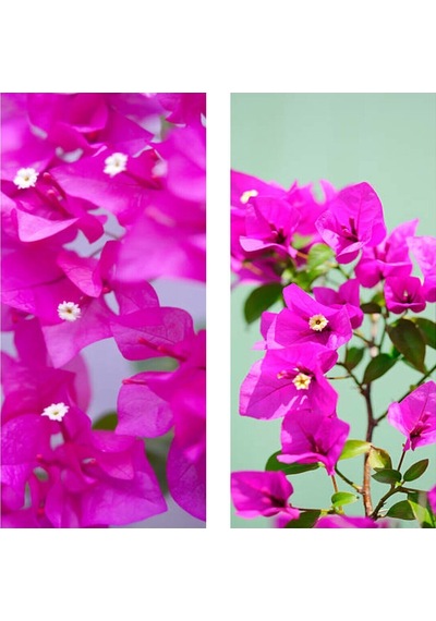 Videolu 1 Adet Pembe Renk Begonvil Çiçeği 30-60 Cm Tüplü Çiçekli Bodur Bitkiler Bougainvillea