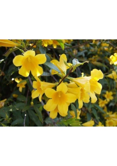 Sarı Çiçekli Kokulu Yasemin 50-100 Cm Dış Mekan Bitkileri Jasminum Fruticans