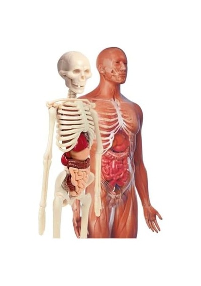 - 64297 - İlk Keşiflerim - İnsan Anatomisi