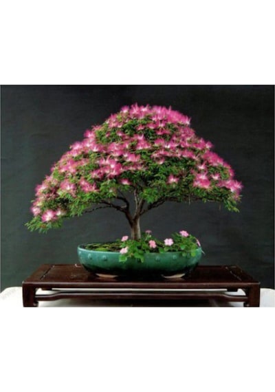 Nadir Ithal Bodur Gülibrişim Bonzai Ağacı Tohumu 5 Tohum Bonsai Tohumu